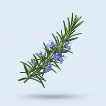 Rosemary Extract