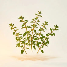 Oregano Leaf