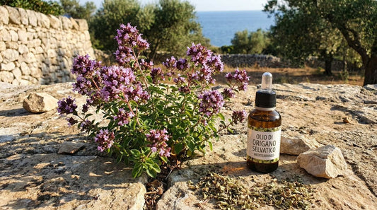 Wild oregano plant with purple flowers and dropper bottle of oregano oil on Mediterranean coastline