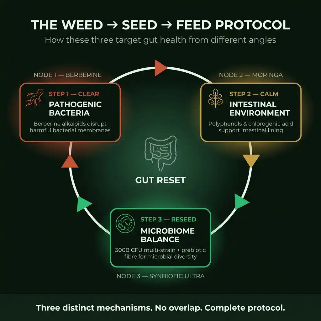 PURETREX Gut Reset Stack diagram showing the three products in the bundle: berberine, moringa and the 300 billion CFU synbiotic with prebiotic fibre