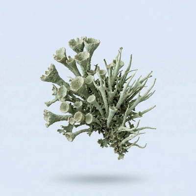 Vitamin D3 from Lichen