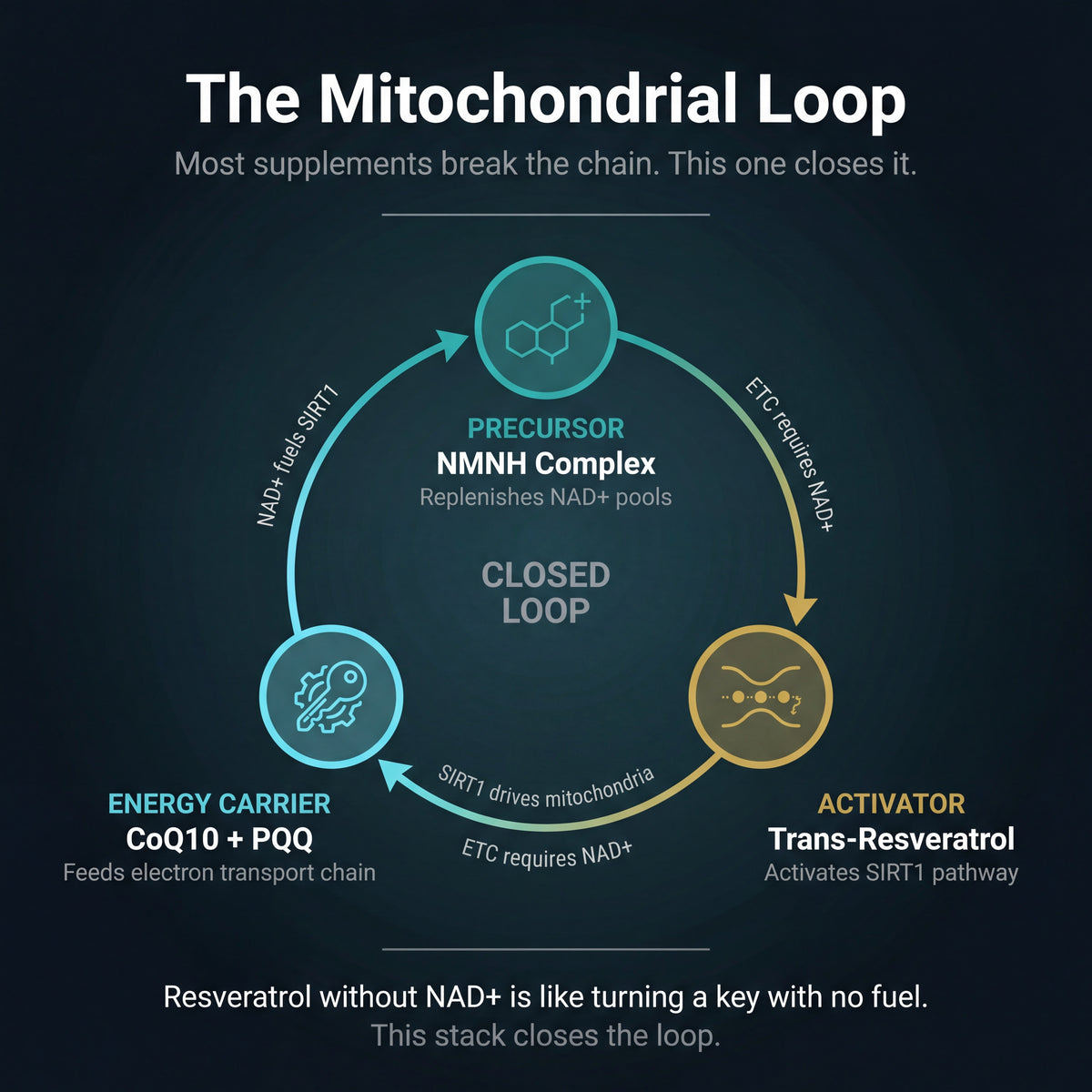 Diagram of the Mitochondrial Loop with labeled components on a dark background