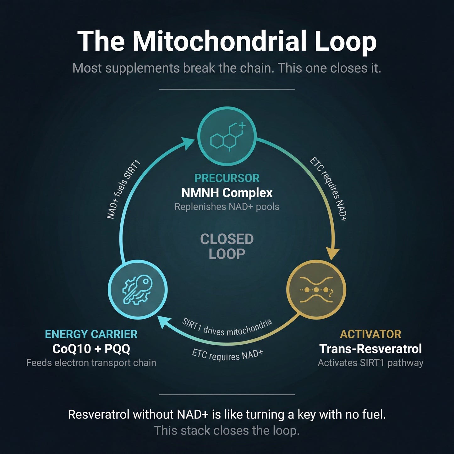The Cellular Fountain Stack | Cellular Health & Antioxidant Support Bundle