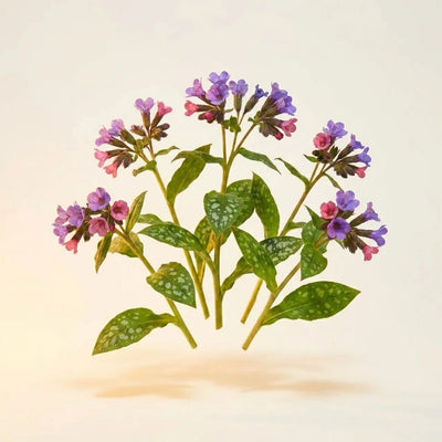 Organic Lungwort Extract