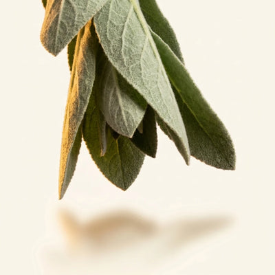 Organic Mullein Leaf Extract