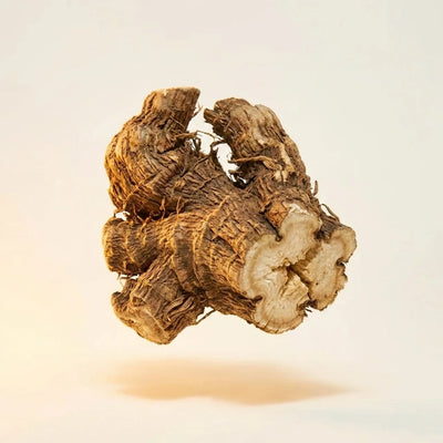 Organic Osha Root Extract