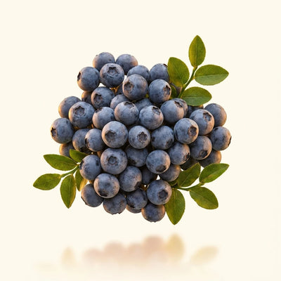 Bilberry Extract