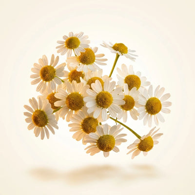 Chamomile Extract