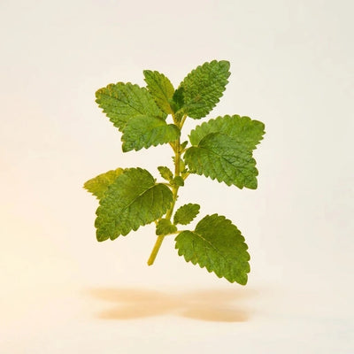 Lemon Balm Extract