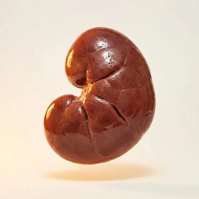 Grass-Fed Beef Kidney