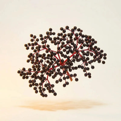 Elderberry Extract