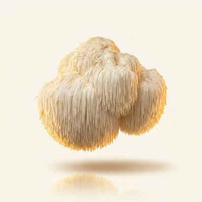 Lion's Mane (Fruiting Body)