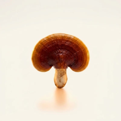 Reishi (Fruiting Body)