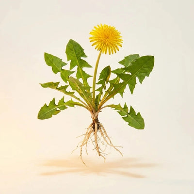 Dandelion Root Extract