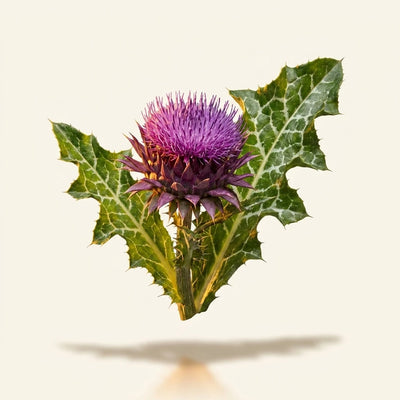 Milk Thistle Extract