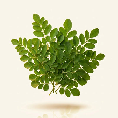 Organic Moringa Leaf Extract