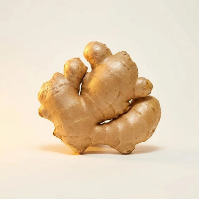 Ginger Root Extract