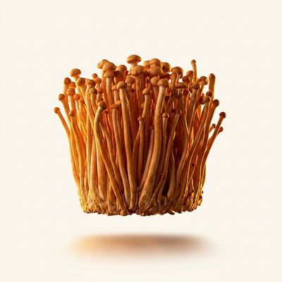 Cordyceps Extract