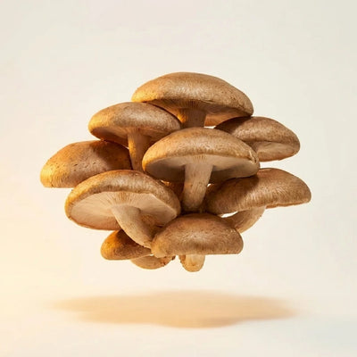 Shiitake Extract