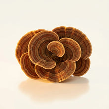 Turkey Tail