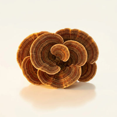 Turkey Tail Extract