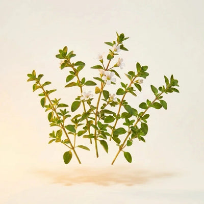 Bacopa Monnieri