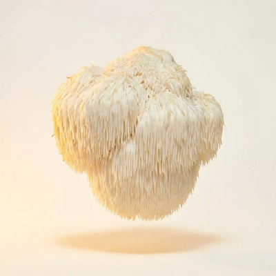 Lion's Mane Mushroom
