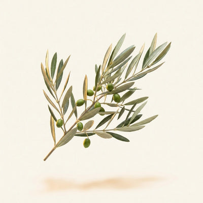 Olive Leaf Extract