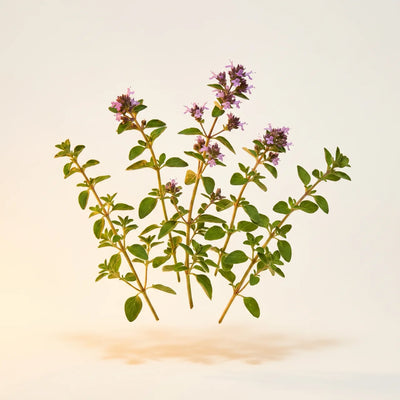 Wild Oregano Oil