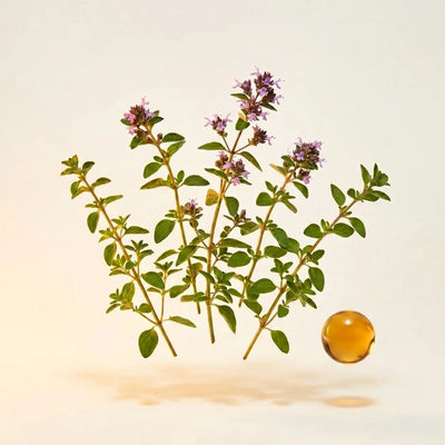 Oil of Oregano