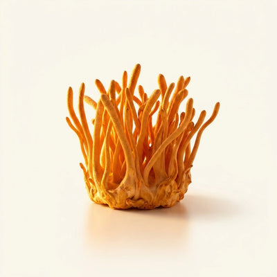 Cordyceps Militaris