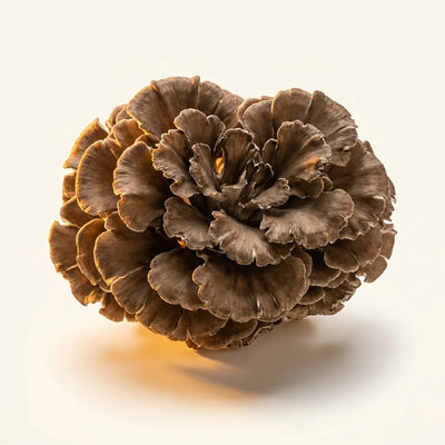 Maitake Extract
