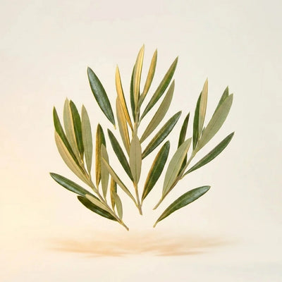 Olive Leaf Extract