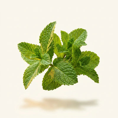Peppermint Extract