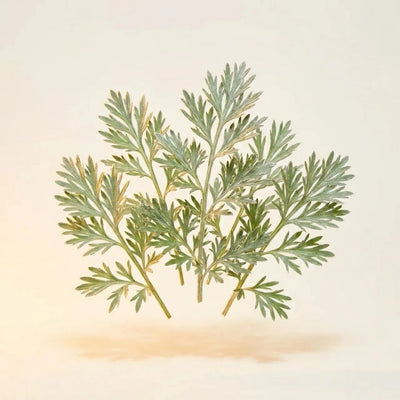 Wormwood Extract