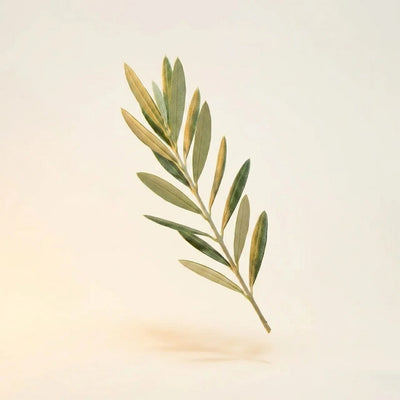 Olive Leaf Extract