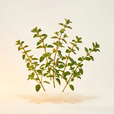 Oregano Leaf Extract