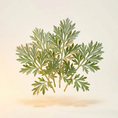 Wormwood Extract