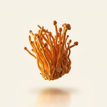 Cordyceps
