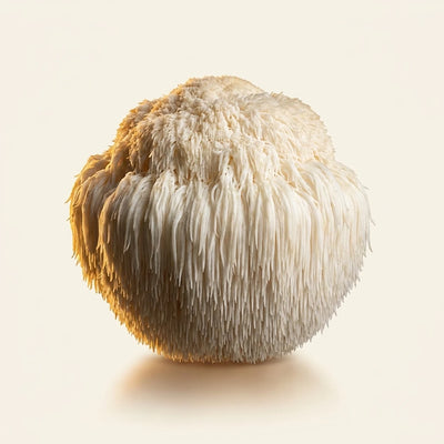Lion's Mane Extract